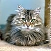 Thumbnail photo of Speck #1