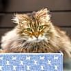Thumbnail photo of Speck #3