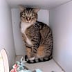 Thumbnail photo of Kitty #2