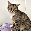 Thumbnail photo of Kitty #3