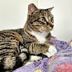 Thumbnail photo of Kitty #4