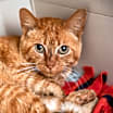 Thumbnail photo of Chance #1