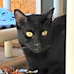 Thumbnail photo of Feijoa #4