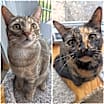 Thumbnail photo of Tortina & Louise #1