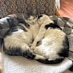 Thumbnail photo of Mama Kitty #2
