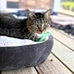 Thumbnail photo of Flossie #1
