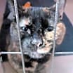 Thumbnail photo of Nova #1