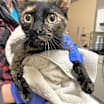 Thumbnail photo of Nova #2