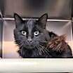 Thumbnail photo of Titus #1