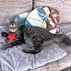Thumbnail photo of Fluffkins #2