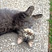 Thumbnail photo of Fluffkins #3