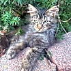 Thumbnail photo of Fluffkins #4