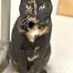 Thumbnail photo of Chloe #3