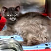 Thumbnail photo of Razzle Dazzle (Neutered) #1