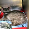Thumbnail photo of Razzle Dazzle (Neutered) #2
