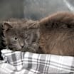 Thumbnail photo of Razzle Dazzle (Neutered) #4