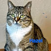 Thumbnail photo of Hazel #1