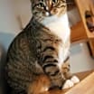 Thumbnail photo of Hazel #2