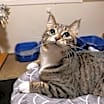 Thumbnail photo of Hazel #3