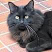 Thumbnail photo of Murphy #3