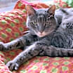Thumbnail photo of Felix #1