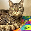 Thumbnail photo of Felix #2