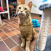 Thumbnail photo of Templeton #2