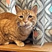 Thumbnail photo of Templeton #3