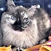 Thumbnail photo of Yuki #3