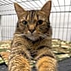Thumbnail photo of Topaz #2