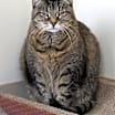 Thumbnail photo of Sissy (Lightning) #4