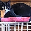 Thumbnail photo of Mongoose #1