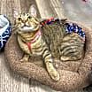 Thumbnail photo of LuLu Lime #2