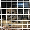 Thumbnail photo of Kahlua #2