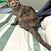 Thumbnail photo of Kahlua #3