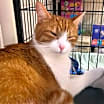 Thumbnail photo of Socks AKA Misu #1