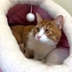 Thumbnail photo of Socks AKA Misu #2
