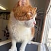 Thumbnail photo of Socks AKA Misu #3