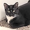 Thumbnail photo of Hilo #1