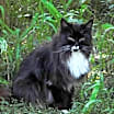 Thumbnail photo of Barn Cats #2