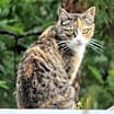 Thumbnail photo of Barn Cats #3
