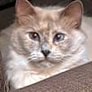 Thumbnail photo of Jasmine #1