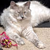 Thumbnail photo of Jasmine #2