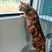 Thumbnail photo of Garfield #2