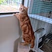 Thumbnail photo of Garfield #4