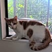 Thumbnail photo of Pharaoh #2