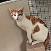 Thumbnail photo of Pharaoh #3
