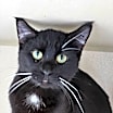 Thumbnail photo of Atalia #3