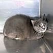 Thumbnail photo of Tris #1