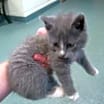 Thumbnail photo of Tris #2